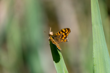 Butterfly in Remolar Filipines reserve in Barcelona (Catalonia)
