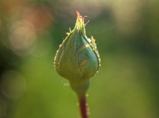 unopened rose Bud macro in summer