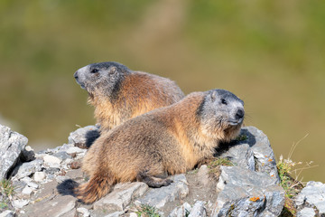 marmotte