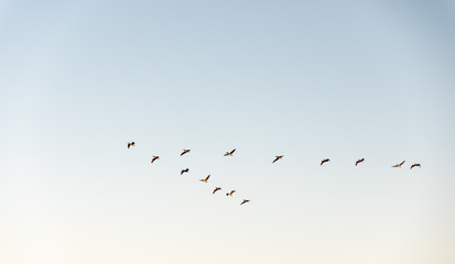 flock of pelicans in v-formation against light blue sky