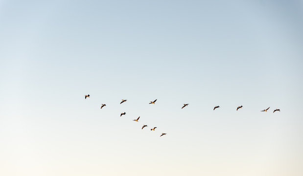 flock of pelicans in v-formation against light blue sky