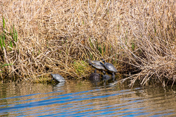 Turtle in Remolar Filipines reserve in Barcelona (Catalonia)