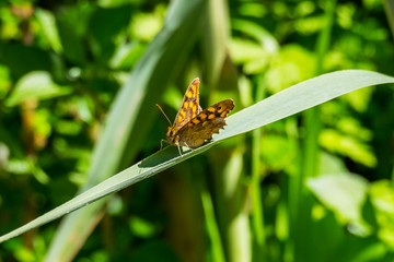 Butterfly in Remolar Filipines reserve in Barcelona (Catalonia)