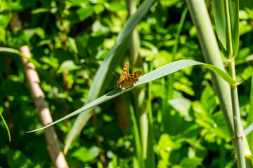 Butterfly in Remolar Filipines reserve in Barcelona (Catalonia)