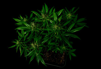 Auto flower small variety of color green dark nice marijuana with black background