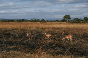 Fototapeta premium Herd of deer graze on the burned grass Tanzania Dry season