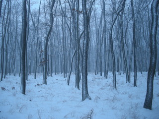 Trees in forest covered with fresh snow after snowfall. Oak trees, woodland,winter landscape,relaxing winter nature. Can be used as christmas photo or expresssion of melancholic mood. .