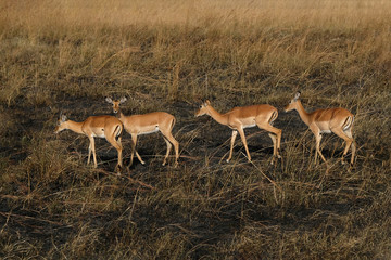 Herd of deer graze on the burned grass Tanzania Dry season