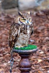 Owl at Raptor expo in Montblanc village on Tarragona (Catalonia).