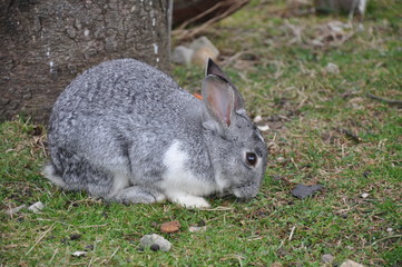 Gray and white rabbit.
