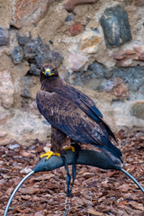 Eagle at Raptor expo in Montblanc village on Tarragona (Catalonia).