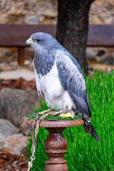Eagle at Raptor expo in Montblanc village on Tarragona (Catalonia).