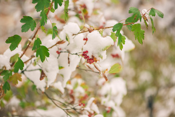 Red berries on a bush covered in snow
