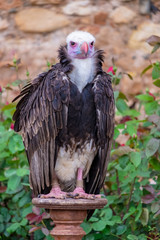 Vulture at Raptor expo in Montblanc village on Tarragona (Catalonia).