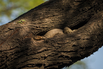 Monitor lizard (Varanus),  Keoladeo National Park, India