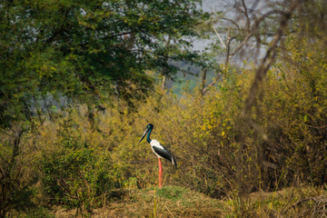 Black-necked stork, Ephippiorhynchus Asiaticus in her habitat at keoladeo national park, India