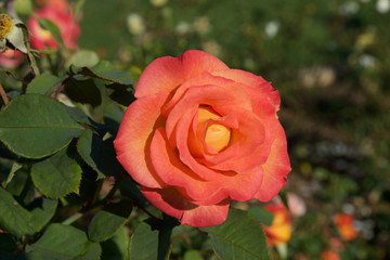 Orange Red Rose Closeup