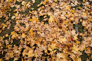 Leaves of trees in the middle of autumn.