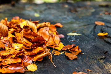 autumn leaves on wet english oak tree stump