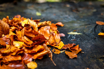 autumn leaves on english oak tree