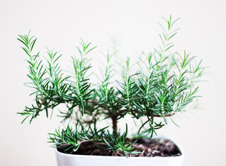 Fototapeta premium Rosemary plant in white pot on white background