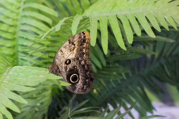 Fototapeta premium Beautiful orange, brown and white butterfly sitting on leaf