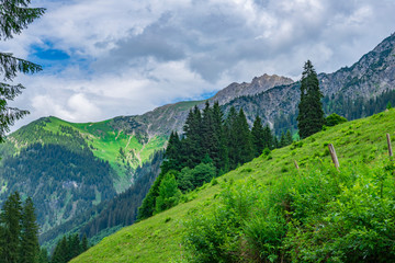 Fototapeta na wymiar Bergwiese in den Alpen 