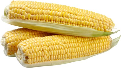 Shucked ears of corn - isolated image