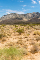 Trockene Wüstenlandschaft mit gelbem Gestrüpp und Bergen im Hintergrund, Death Valley National Park, Kalifornien, USA