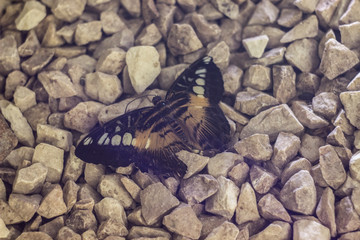 Closeup of butterfly sitting on stones