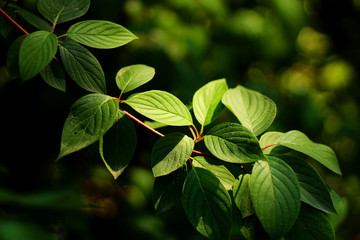 Green nature background, close up on lighted leaves, selective focus