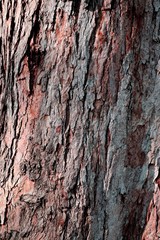 tree trunk texture