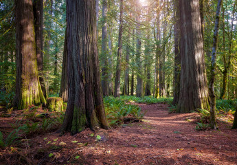 Olympic Peninsula Rain Forest Trail. Beautiful hike through a rain forest with cedar trees and...