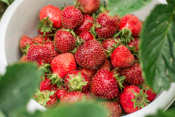 Fresh strawberry in bowl in the garden Green grass Outdoor Summer Copy space