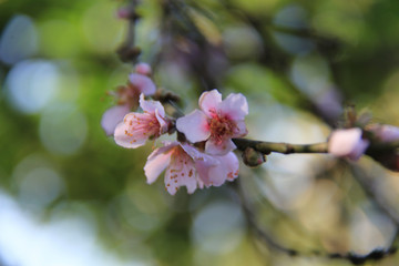 cherry blossom in spring