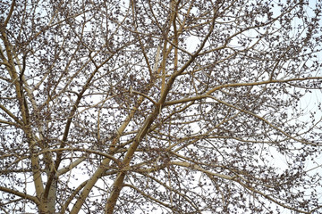 Defoliated tree branches as a background.