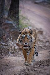 Fototapeta premium Dominujący samiec tygrysa podczas wieczornego spaceru i znakowania terytorium w rezerwacie tygrysów ranthambore w Indiach