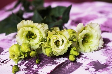 Light yellow-green lisianthus flower on violet background.