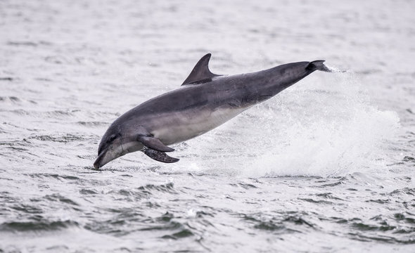 Dolfin jumping