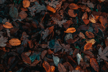  Dark orange autumn leaves background