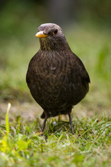 Female Black Bird  on grass