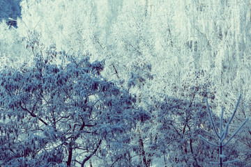Winter texture of the branches of trees covered with a thick layer of snow. Fairy forest.