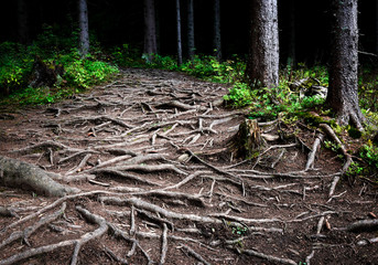 intertwined roots of trees