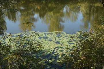 Golden autumn