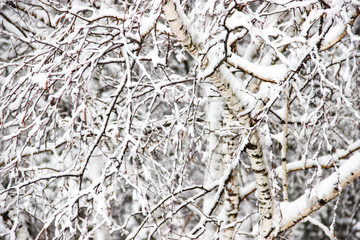 A winter day, a rural landscape frozen branches of trees  covered with snow.