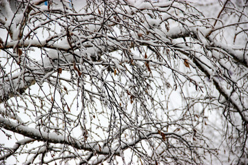 A winter day, a rural landscape frozen branches of trees  covered with snow.