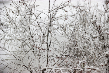 A winter day, a rural landscape frozen branches of trees  covered with snow.