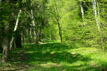 Fototapeta premium spring panorama of a scenic forest of trees with fresh green leaves and the sun casting its rays of light through the foliage