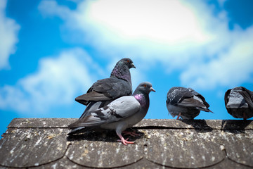 sky blue birds clouds home facing
