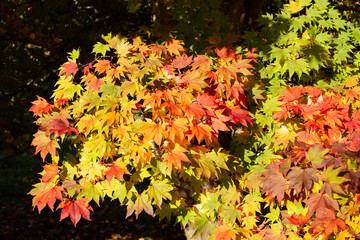 Westonbirt
